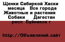 Щенки Сибиркой Хаски 2 месяца - Все города Животные и растения » Собаки   . Дагестан респ.,Буйнакск г.